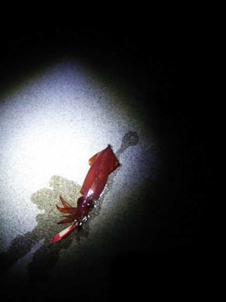 ケンサキイカ釣りました♪