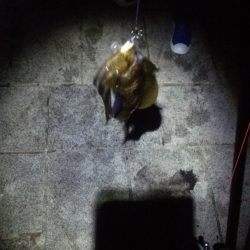 サビキでアジ大漁♪アオリイカのお土産も!!