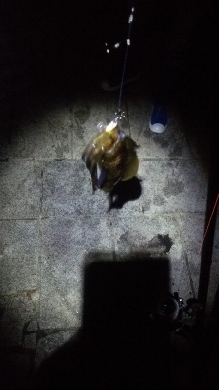 サビキでアジ大漁♪アオリイカのお土産も!!