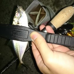 アジング釣行記