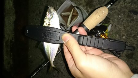 アジング釣行記