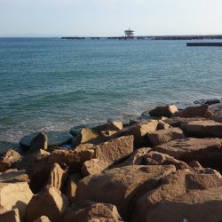 やっとキスが釣れた