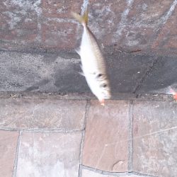 岸和田港で飛ばしサビキ釣り