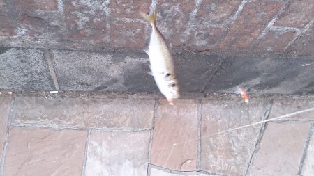 岸和田港で飛ばしサビキ釣り