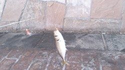 岸和田港で飛ばしサビキ釣り