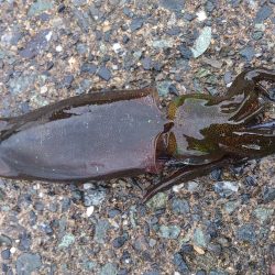 エギでアコウGET