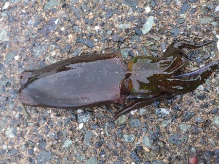 エギでアコウGET