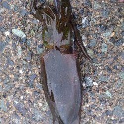 エギでアコウGET