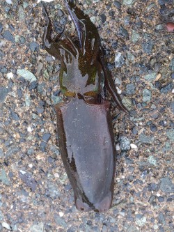 エギでアコウGET