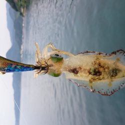 今シーズン初アオリ調査