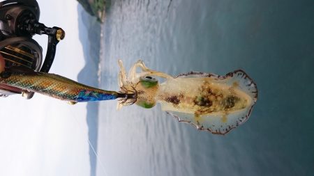 今シーズン初アオリ調査