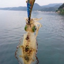 今シーズン初アオリ調査