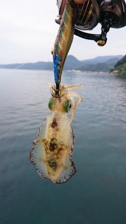 今シーズン初アオリ調査