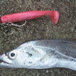 タチウオ釣り
