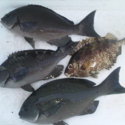 地磯にてフカセ