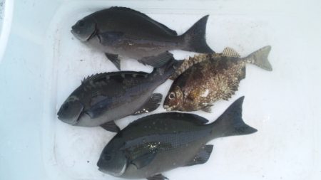 地磯にてフカセ