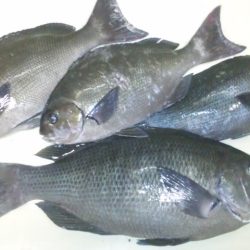 地磯にてグレ狙い