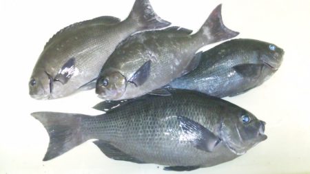 地磯にてグレ狙い