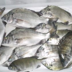 河口にてフカセ釣り