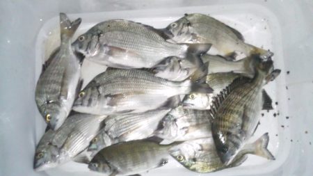 河口にてフカセ釣り