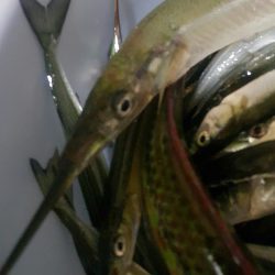 南芦屋浜のサヨリちゃん☆