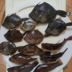 淡路島2日目もカワハギ…