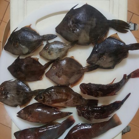 淡路島2日目もカワハギ…