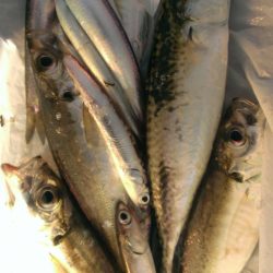 タチウオ不発！