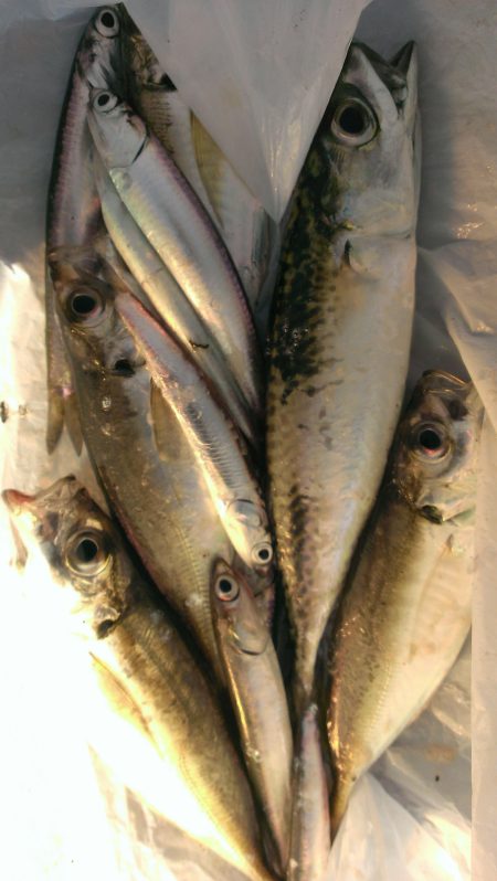 タチウオ不発！