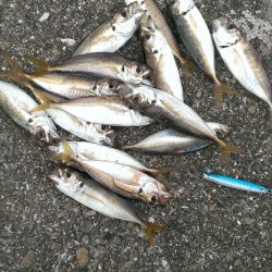 タチウオ?いえアジです!