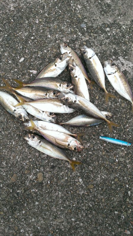 タチウオ?いえアジです!