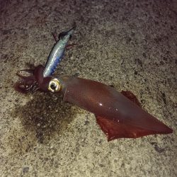 ライトエギング