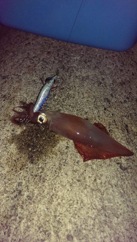 ライトエギング