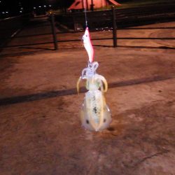 親海公園アオリイカまずまずです。