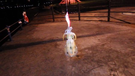 親海公園アオリイカまずまずです。