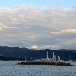 田ノ浦でカゴ釣り
