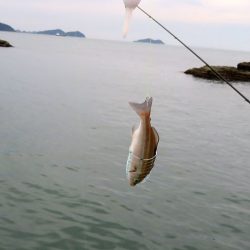 かご釣りのち太刀魚