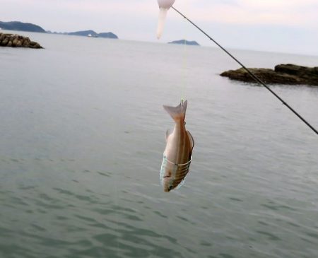 かご釣りのち太刀魚