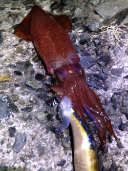 なんとか３杯！