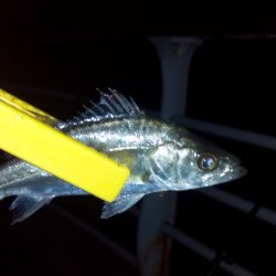 豆アジのはずが・・・