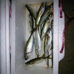 ジグサビキ炸裂！