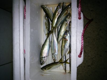 ジグサビキ炸裂！