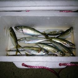 ジグサビキ炸裂！