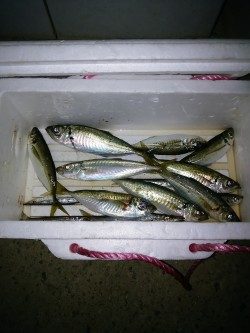 ジグサビキ炸裂！