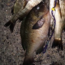 小さいが快釣！！