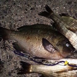 小さいが快釣！！