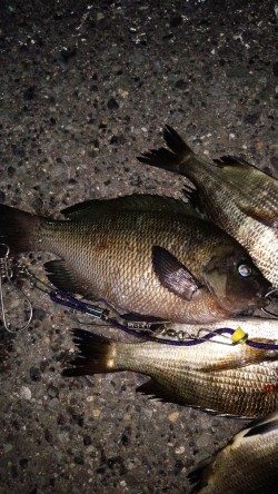 小さいが快釣！！