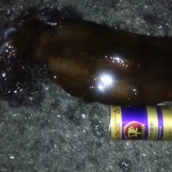 秋アオリイカシーズンに入ったようです。