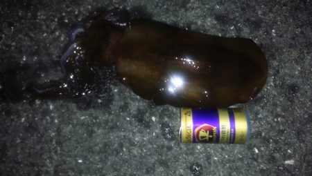 秋アオリイカシーズンに入ったようです。