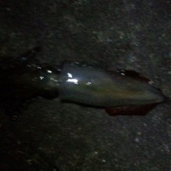 一年ぶりの新浜での秋エギング